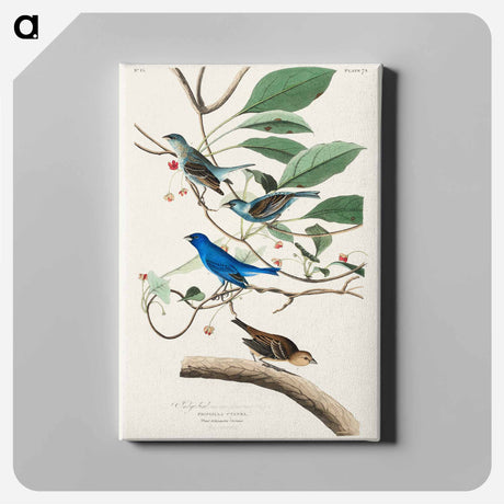 アートパネル-Indigo Bird from Birds of America
 - アメリカの鳥たち Canvas.