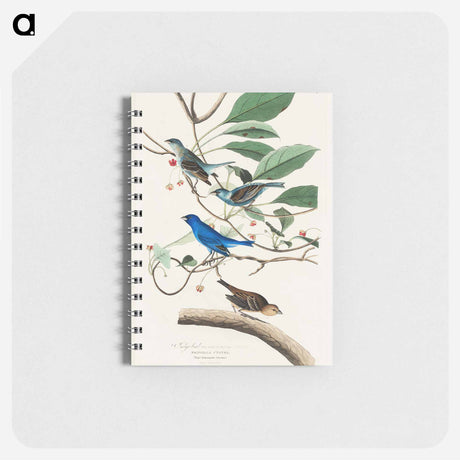 アートメモ帳-Indigo Bird from Birds of America
 - アメリカの鳥たち Memo.