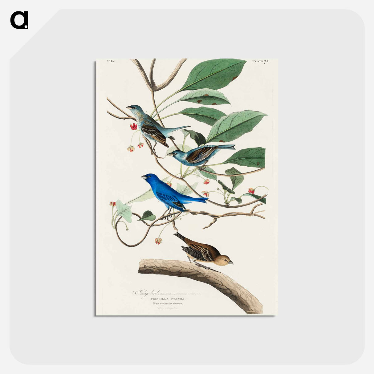 アートポストカード-Indigo Bird from Birds of America
 - アメリカの鳥たち Postcard.