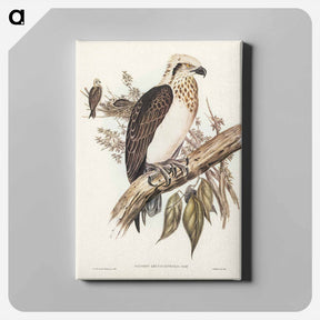 アートパネル-White-headed Osprey
 - オーストラリアの鳥 Canvas.