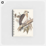 アートメモ帳-White-headed Osprey
 - オーストラリアの鳥 Memo.