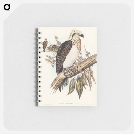 アートメモ帳-White-headed Osprey
 - オーストラリアの鳥 Memo.
