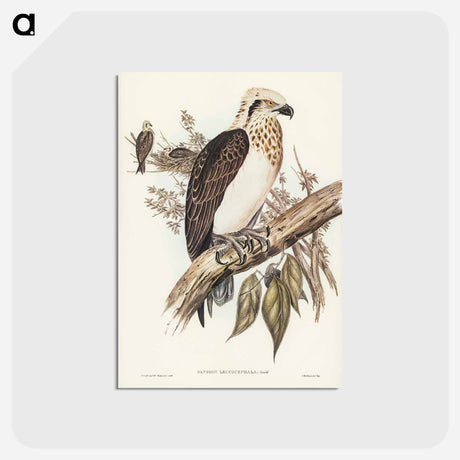 アートポストカード-White-headed Osprey
 - オーストラリアの鳥 Postcard.
