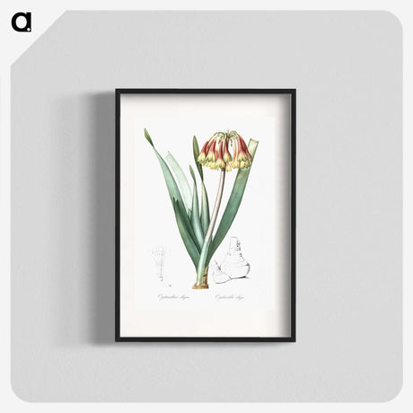 2-63_The-Lilies_blk