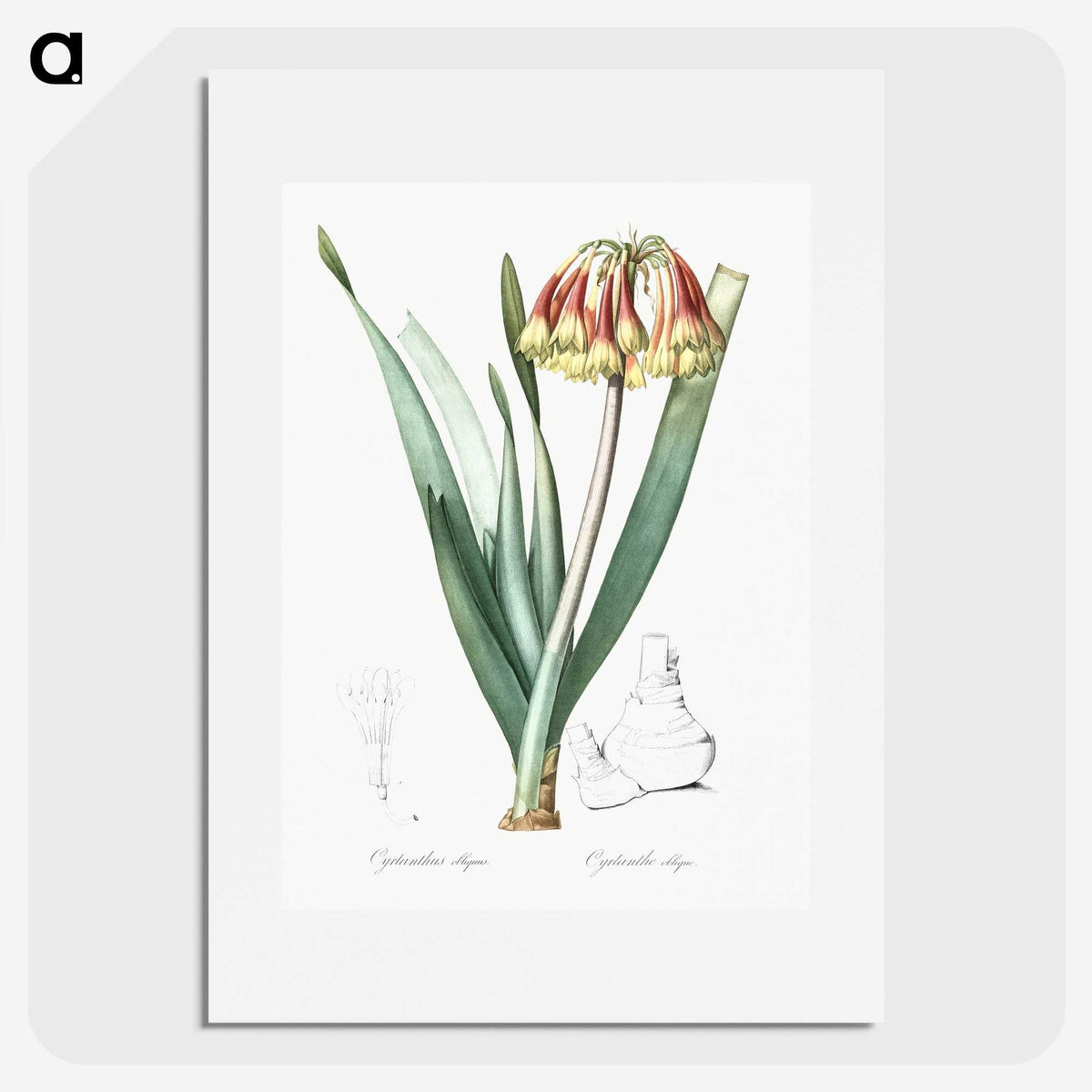 2-63_The-Lilies_picture