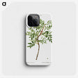 2-63_Treatise-on-Trees-and-Shrubs_phone
