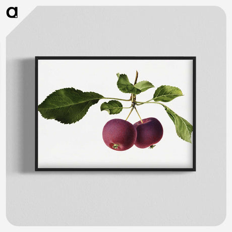 2-63_USDA-Watercolor-Fruit-Painting-Collection_blk-crop