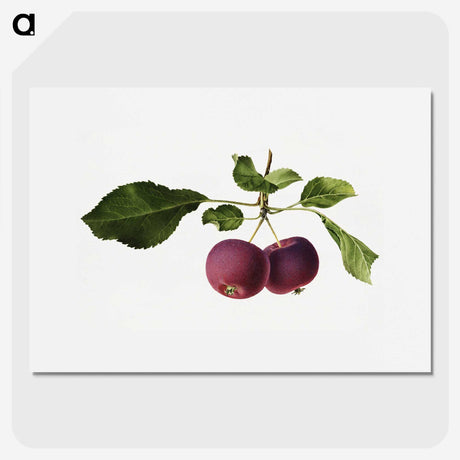 2-63_USDA-Watercolor-Fruit-Painting-Collection_picture