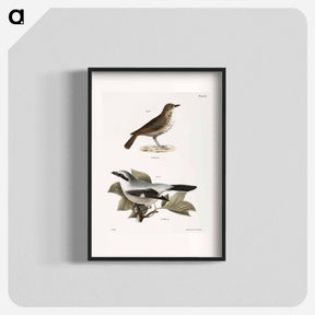 アートポスター-The Hermit Thrush (Merula solitaria)  The Northern Butcher-bird (Lanius septentrionalis) - ニューヨークの動物学 Poster.