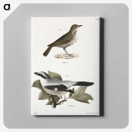 2-63_Zoology-of-New-York_canvas