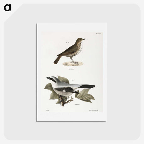 2-63_Zoology-of-New-York_hagaki