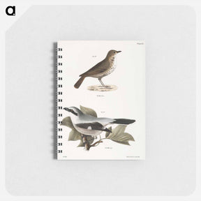 アートメモ帳-The Hermit Thrush (Merula solitaria)  The Northern Butcher-bird (Lanius septentrionalis) - ニューヨークの動物学 Memo.