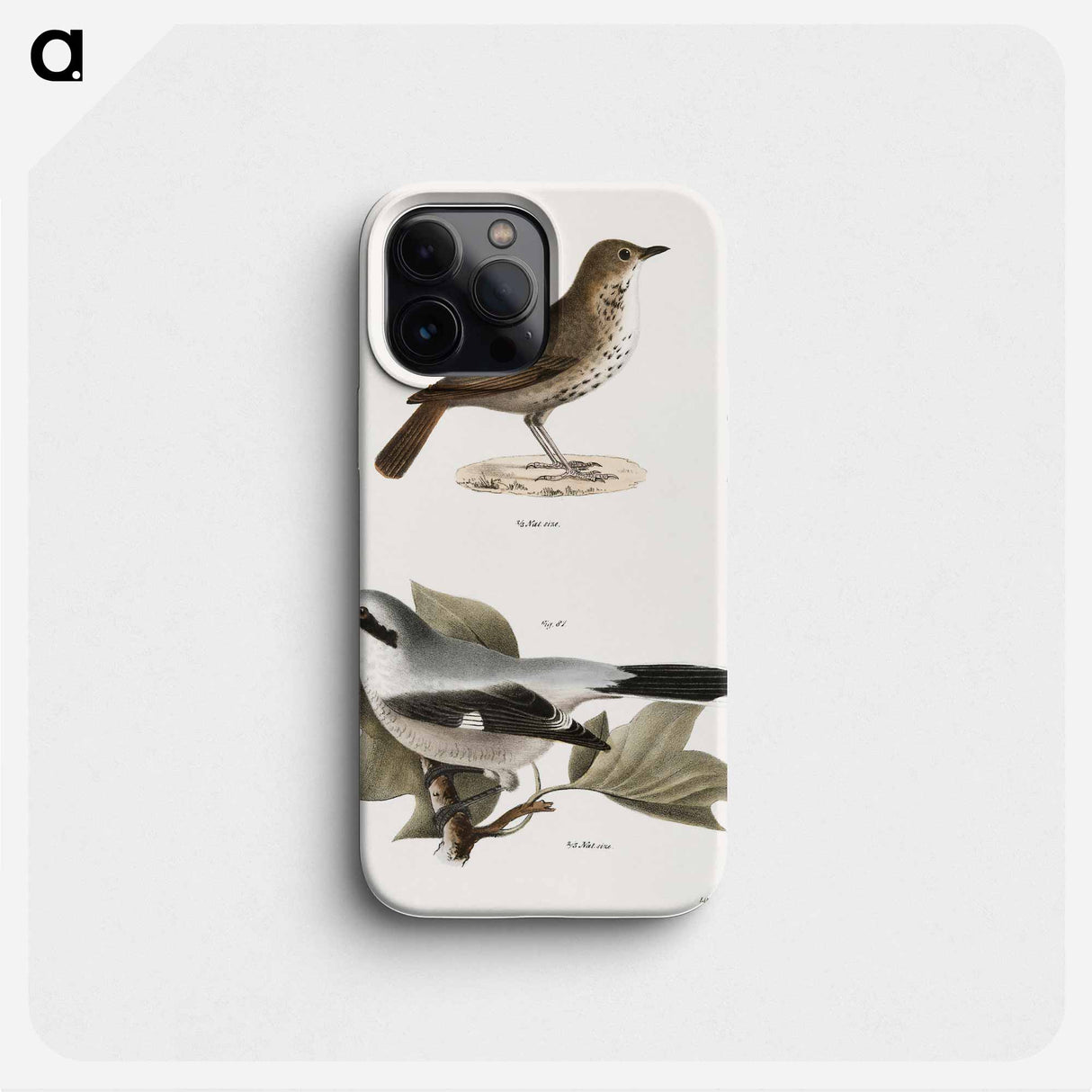 The Hermit Thrush (Merula solitaria)  The Northern Butcher-bird (Lanius septentrionalis) - ニューヨークの動物学 Phone Case.