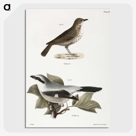 2-63_Zoology-of-New-York_picture-crop