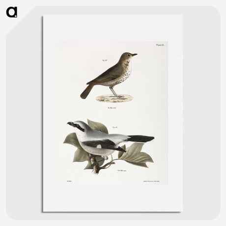 2-63_Zoology-of-New-York_picture