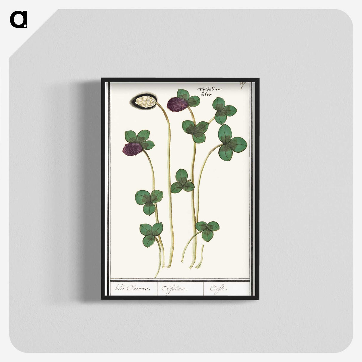 2-64_Anselmus-Boetius-de-Boodt_blk-crop