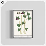 2-64_Anselmus-Boetius-de-Boodt_blk-crop