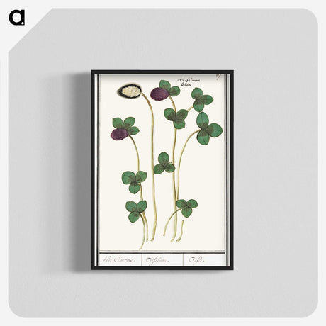 2-64_Anselmus-Boetius-de-Boodt_blk-crop