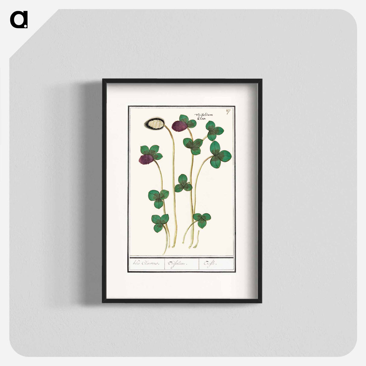 Red clover, Trifolium pratense - アンセルムス ボエティウス デ ブート Poster.