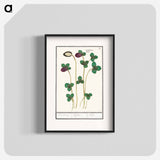 Red clover, Trifolium pratense - アンセルムス ボエティウス デ ブート Poster.