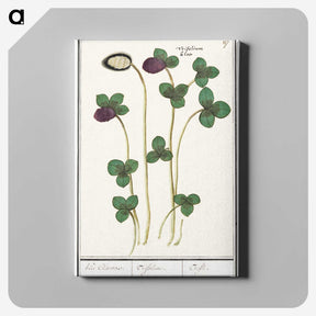 2-64_Anselmus-Boetius-de-Boodt_canvas