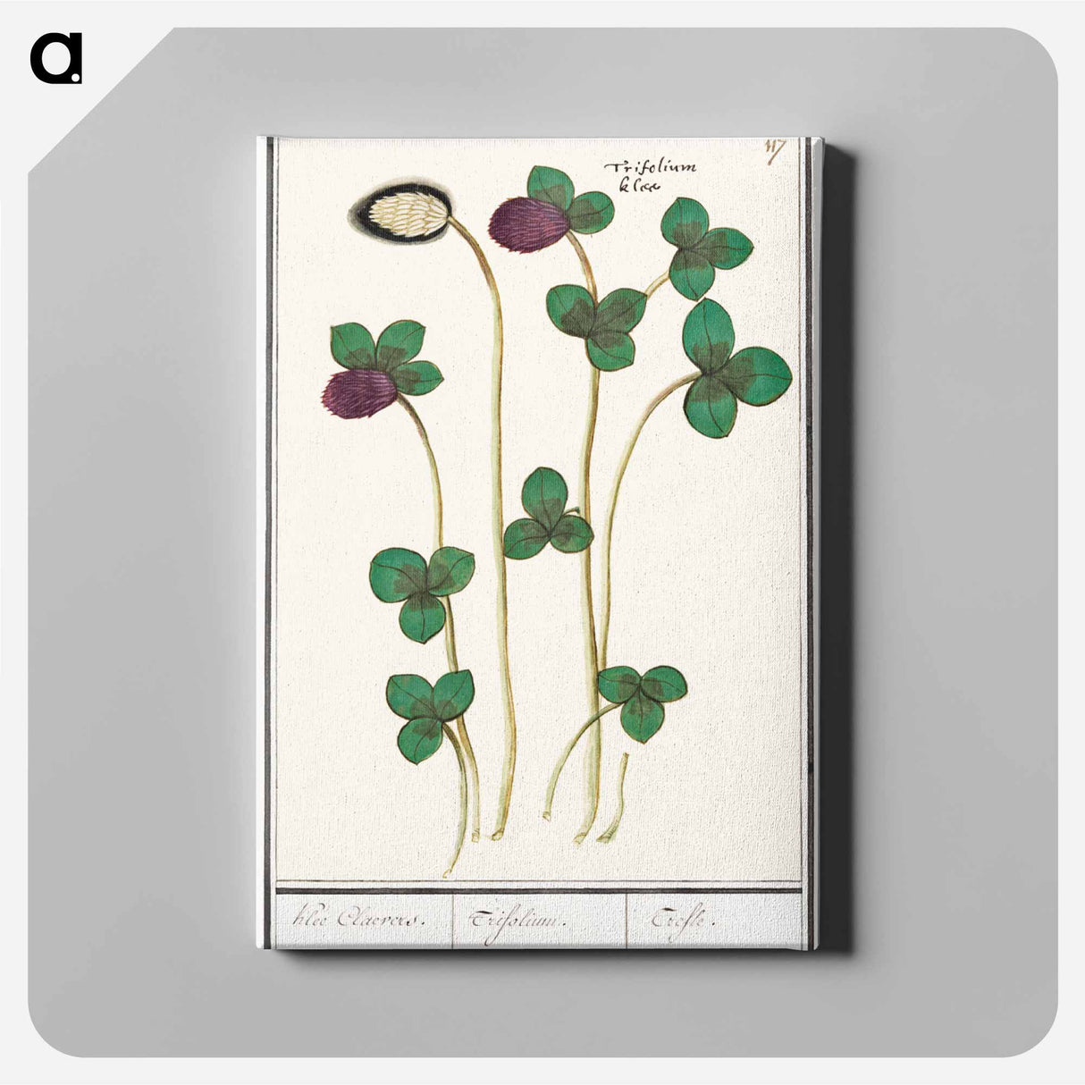 Red clover, Trifolium pratense - アンセルムス ボエティウス デ ブート Canvas.