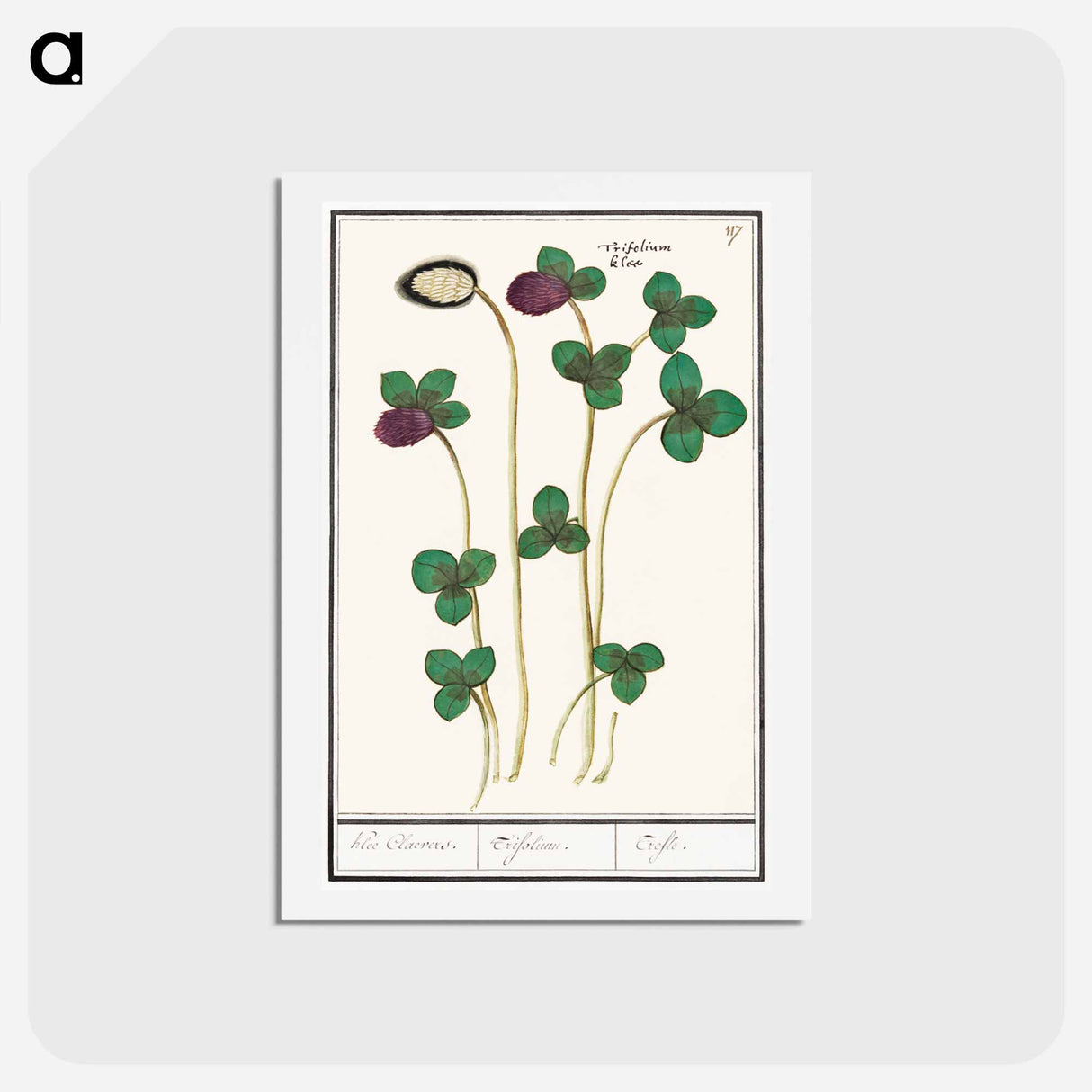 Red clover, Trifolium pratense - アンセルムス ボエティウス デ ブート Postcard.