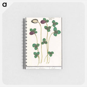 アートメモ帳-Red clover, Trifolium pratense - アンセルムス ボエティウス デ ブート Memo.
