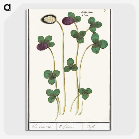 2-64_Anselmus-Boetius-de-Boodt_picture-crop