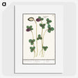2-64_Anselmus-Boetius-de-Boodt_picture
