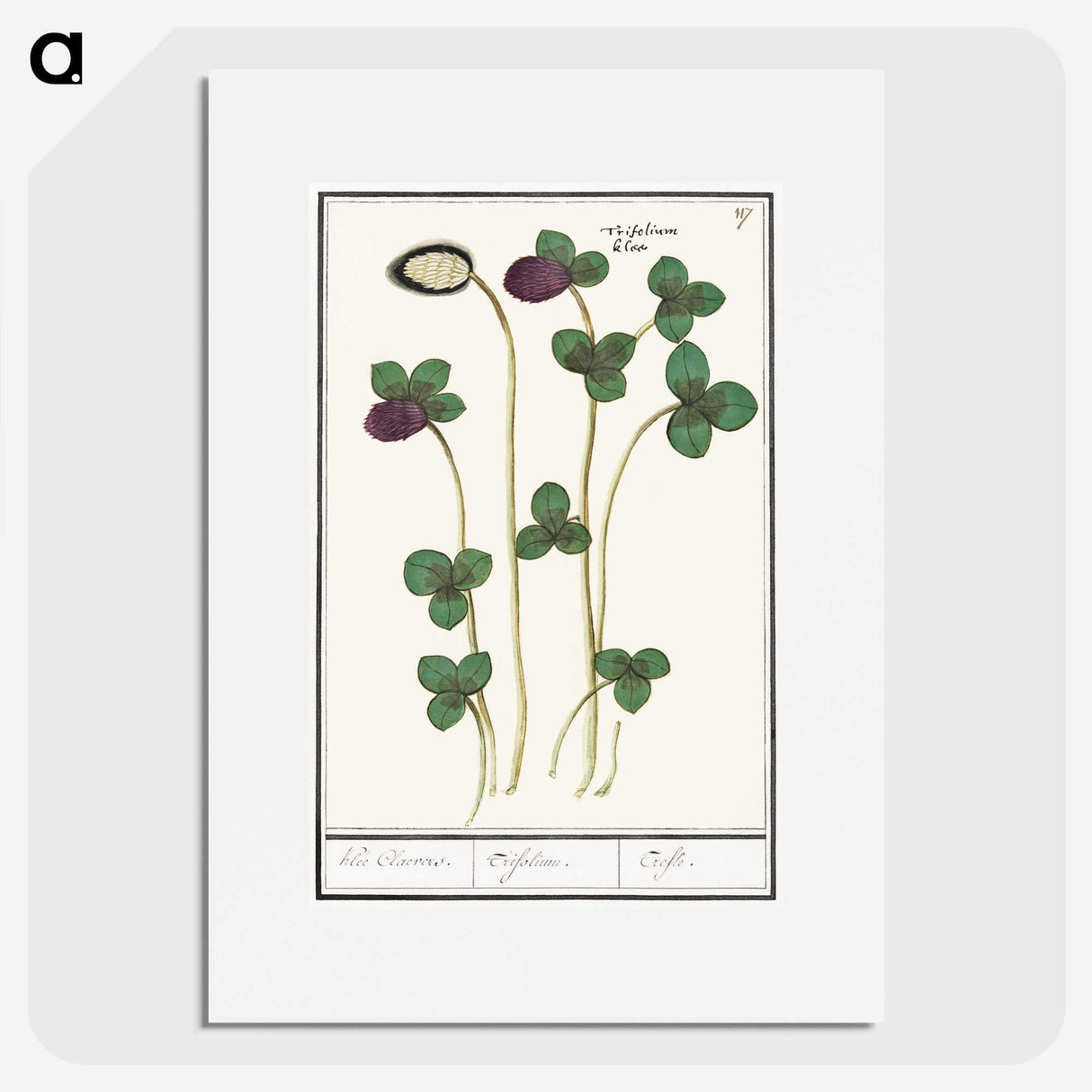 2-64_Anselmus-Boetius-de-Boodt_picture