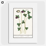 2-64_Anselmus-Boetius-de-Boodt_picture