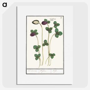 2-64_Anselmus-Boetius-de-Boodt_picture