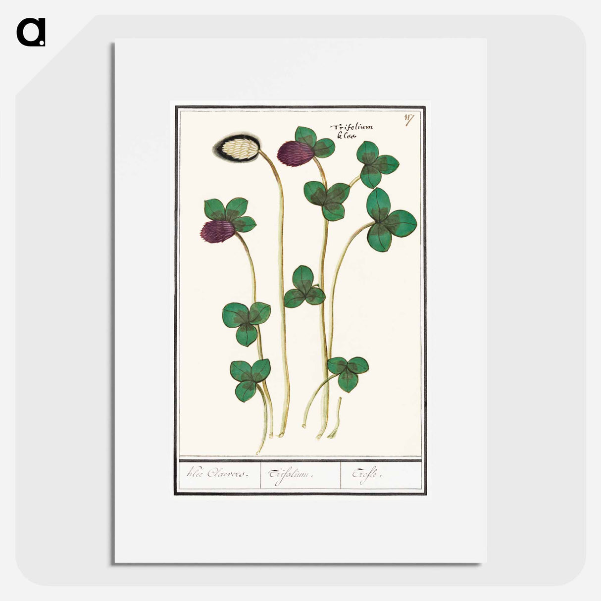 Red clover, Trifolium pratense - アンセルムス ボエティウス デ ブート Poster.