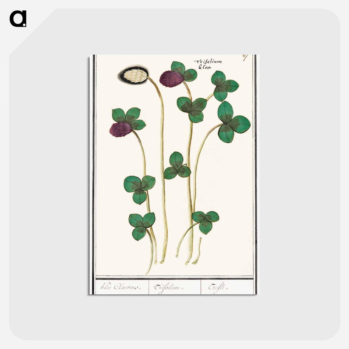 Red clover, Trifolium pratense - アンセルムス ボエティウス デ ブート Postcard.