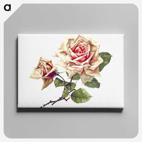 2-64_British-Library_canvas