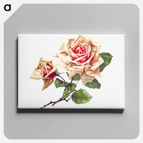 アートパネル-Rose from Songs of Love and Joy
 - 大英図書館 Canvas.