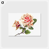 アートポストカード-Rose from Songs of Love and Joy
 - 大英図書館 Postcard.