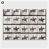 2-64_Eadweard-Muybridge_picture-crop