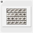 2-64_Eadweard-Muybridge_picture