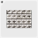 アートポストカード-Animal Locomotion Plate 637
 - エドワード マイブリッジ Postcard.