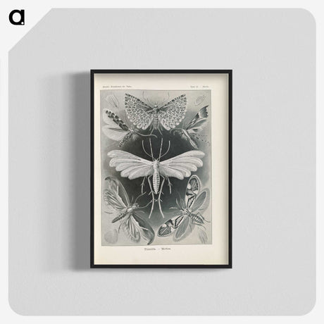 2-64_Ernst-Haeckel_blk-crop