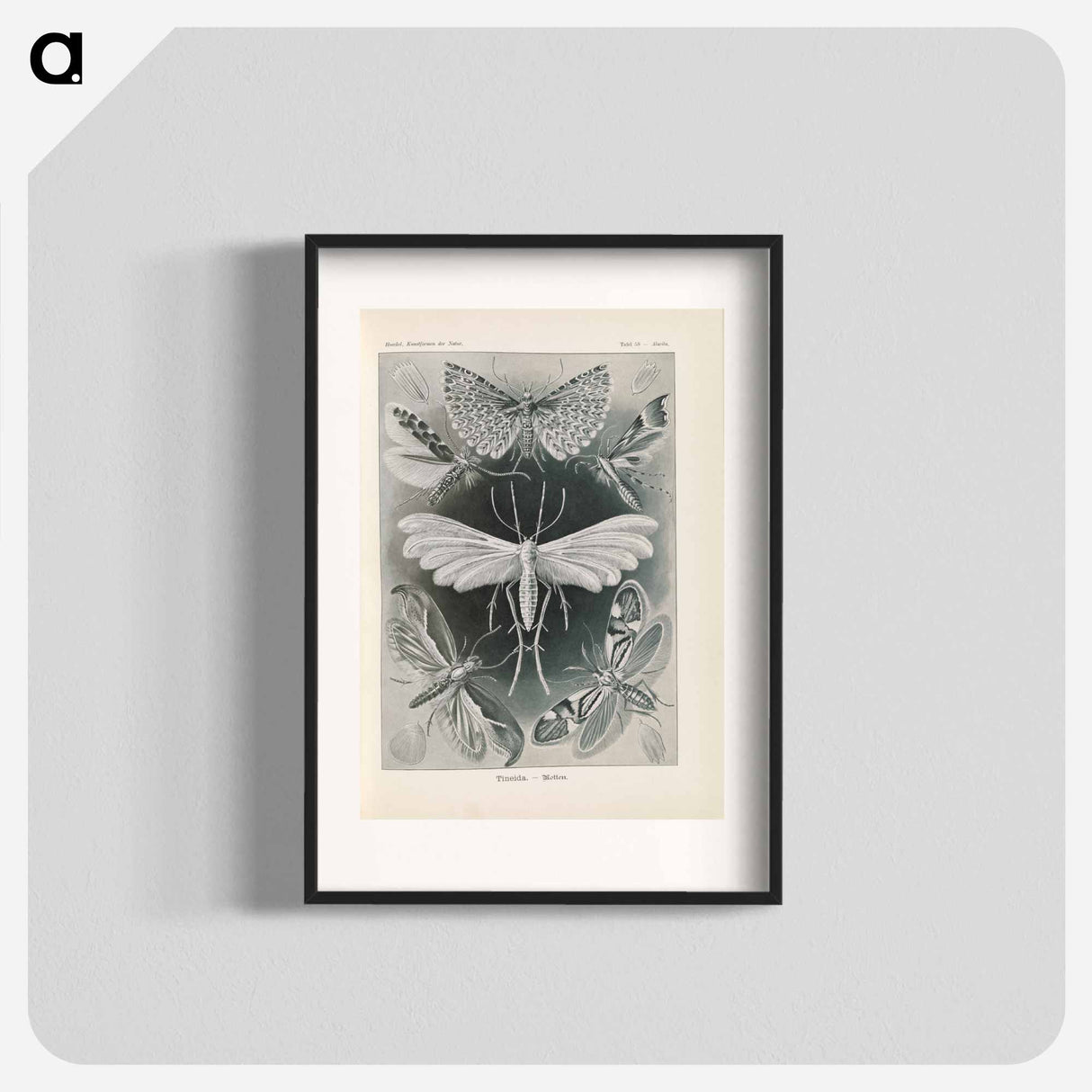 Moths illustration from Kunstformen der Natur - エルンスト ヘッケル Poster.