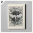 2-64_Ernst-Haeckel_canvas