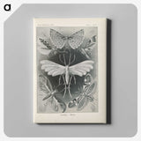 2-64_Ernst-Haeckel_canvas