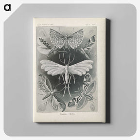 2-64_Ernst-Haeckel_canvas