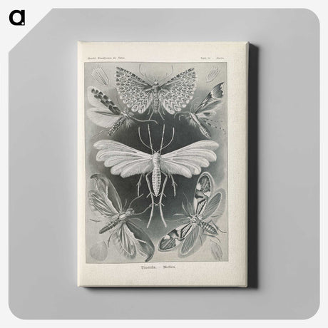 2-64_Ernst-Haeckel_canvas