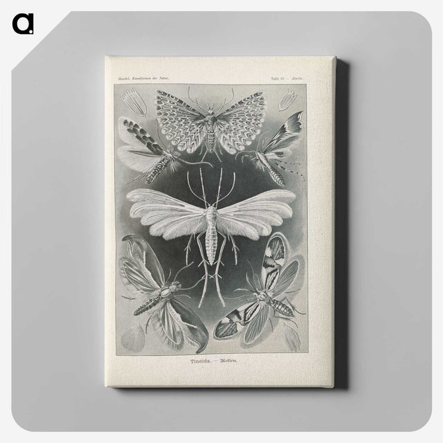 2-64_Ernst-Haeckel_canvas