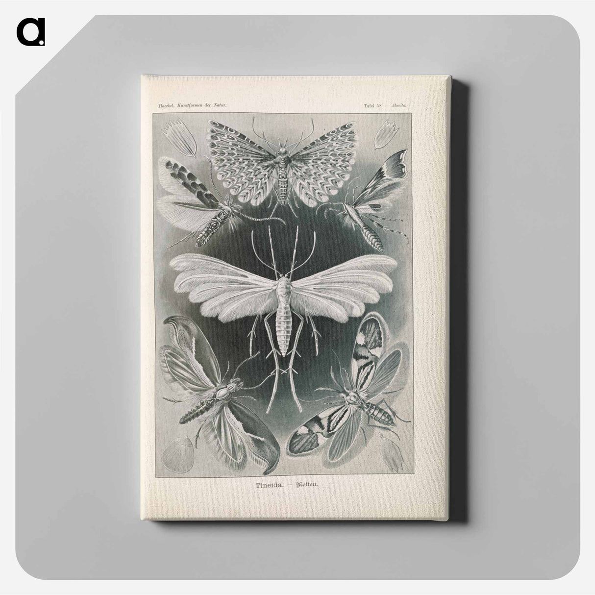 Moths illustration from Kunstformen der Natur - エルンスト ヘッケル Canvas.