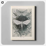 Moths illustration from Kunstformen der Natur - エルンスト ヘッケル Canvas.